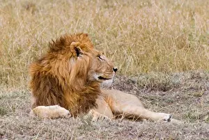 Lying On Front Prints: Kenya, Masai Mara National Reserve, Lion (Panthera leo) lying on field