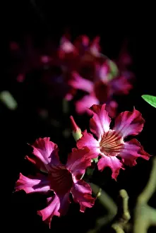 Flower Head Prints: Kenya, Samburu, Desert Rose Blossoms (Adenium Obesum)