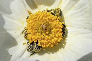 Pollen Prints: Kern's Flower Scarab Beetles on White Prickly Poppy Flower