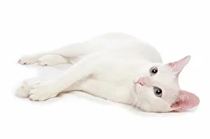 Cats Prints: Khao Manee cat - lyilng - cut out
