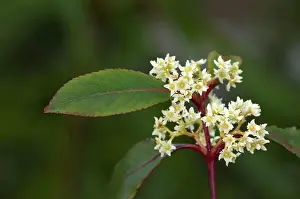 Drug Prints: Khat, Kath Tree (Catha edulis), flowering twig