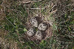 Breeding Prints: Kiebitz, Nest, Vanellus vanellus, Lapwing, nest