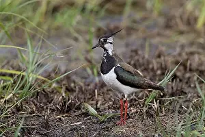 Shorebird Prints: Kiebitz, Vanellus vanellus, Lapwing