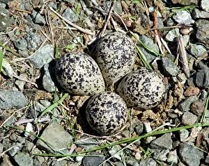 Nahaufnahme Prints: Killdeer bird eggs in nest Killdeer birds lay their eggs on the ground by the side of roads