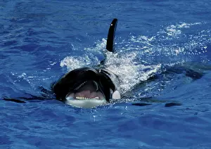 Dangerous Prints: killer whale at the surface of the water with opened mouth