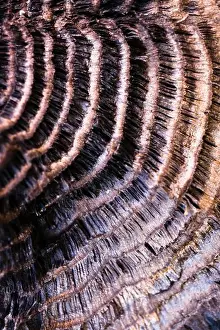 Fungi Prints: King Alfred's Cake or Cramp Ball (Daldinia concentrica) mushroom, close-up