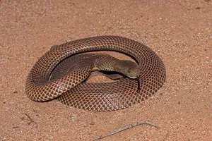Reptiles Prints: king brown snake or mulga pseudechis australia large