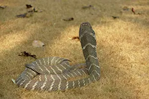 Hood Prints: King Cobra (Ophiophagus hannah) adult