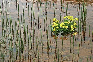 Swamp Prints: King cup, Marsh marigold (Caltha palustris) among horsetails (Equisetum) in swamp