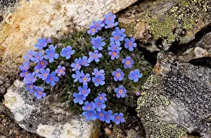 Alps Prints: King-of-the-Alps (Eritrichium nanum) flowering