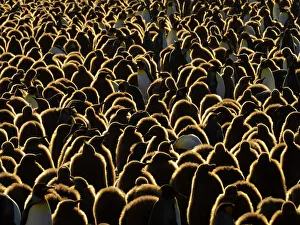 National Geographic Expeditons Prints: King Penguin (Aptenodytes patagonicus) chics at Gold Harbor, South Georgia