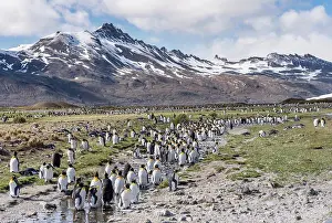 Glacier Prints: King Penguin (Aptenodytes patagonicus) on the island of South Georgia