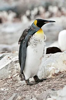 Waterbird Prints: King penguin (Aptenodytes patagonicus) juvenile in partial molt