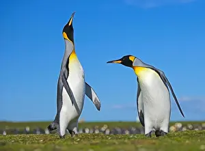 Penguins Prints: king penguin aptenodytes patagonicus males displaying in colony falkland islands