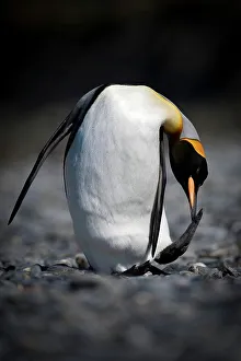 Falkland Islands Prints: King penguin (Aptenodytes patagonicus) preening at Gold Harbor