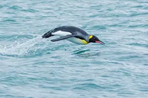 Birdwatching Prints: King Penguin (Aptenodytes patagonicus) swimming in the ocean near South Georgia Island