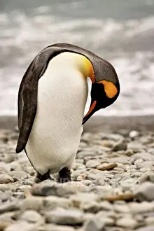 Penguins Prints: King penguin at Fortuna Bay on South Georgia Island, Antarctica. Single penguin preening