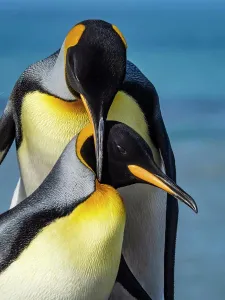 Global Warming Prints: King Penguin King Penguins (Aptenodytes patagonicus) courting in St