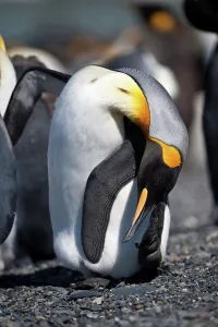 Falkland Islands Prints: King penguins (Aptenodytes patagonicus) breeding colony at Gold Harbor