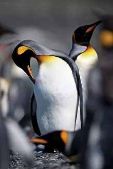 Falkland Islands Prints: King penguins (Aptenodytes patagonicus) breeding colony at Gold Harbor