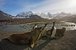 Breeding Prints: King penguins (Aptenodytes patagonicus) with Elephant seal pups on the beach