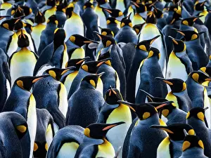 Global Warming Prints: King Penguins (Aptenodytes patagonicus) at Gold Harbor, South Georgia