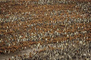 Large Group Prints: King Penguins (Aptenodytes patagonicus) at Salisbury Plain, South Georgia