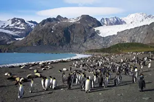 Coast Prints: King penguins (Aptenodytes patagonicus) with Southern Elephant seals (Mirounga leonina) on the beach
