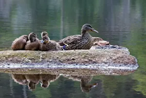 Eyes Prints: Kinsman Notch - Family of mallard ducks at Beaver Pond in the White Mountains