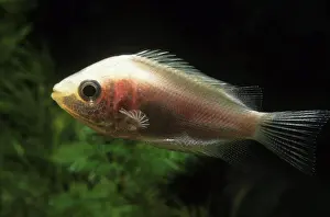 Tame Animal Prints: Kissing gourami suffering from tuberculosis