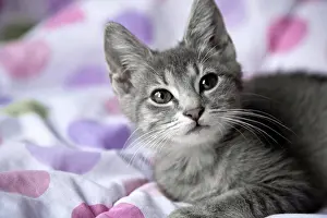 Animallife Prints: Kitten resting on a blanket