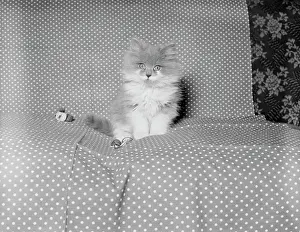 Fluffy Prints: Kitten sitting on coach