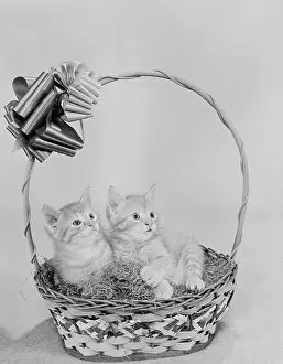 Basket Prints: Two kittens in basket
