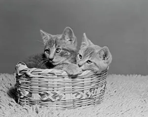 Innocent Prints: Two kittens in basket