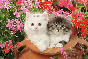 Kittens Prints: two kittens in flowerpot