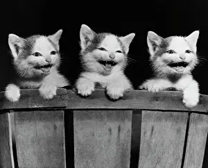 Three Animals Prints: Three kittens hanging on the side of a basket