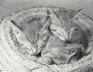 Three Animals Prints: Three kittens sleeping in a straw hat
