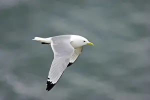 Marine Prints: Kittiwake (Rissa tridactyla) adult