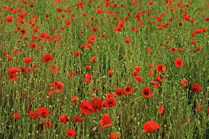 Landschaften Prints: Klatschmohn Papaver rhoeas Klatschmohn