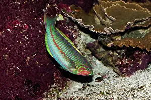 Hobbies Prints: Klunzinger's Wrasse, Other animals