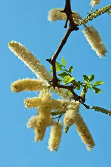 Protected Area Prints: Knob Thorn (Acacia nigrescens) flower