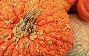Halloween Prints: We know fall is here when displays full of Pumpkins and Gourds show up at the market