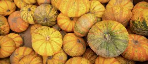 Farm Prints: We know fall is here when displays full of Pumpkins and Gourds show up at the market