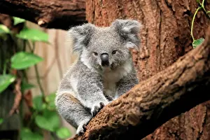 Herbivore Prints: Koala, (Phascolarctos cinereus), subadult on tree alert, captive, Australia