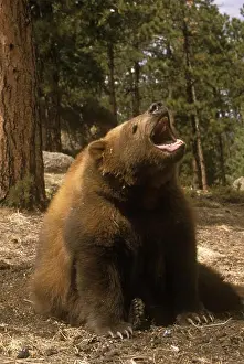 Carnivores Prints: Kodiak Bear w/Open Mouth Sitting in Forest (Ursus arctos middendorffi)