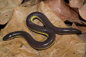 With Nobody Prints: Koh Tao caecilian (Ichthyophis kohtaoensis) Thailand