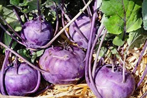 Vegetables Prints: Kohlrabi, Oberkohlrabi, Oberruebe