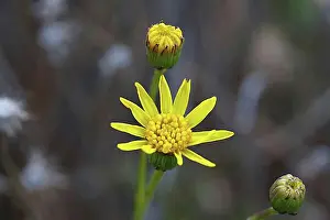 Typing Prints: Ko'oko'olau (Bidens hawaiiensis)