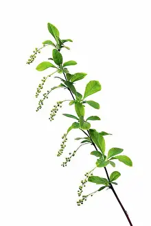 Blossoms Prints: Korean barberry Rubin (Berberis koreana Rubin) exempted