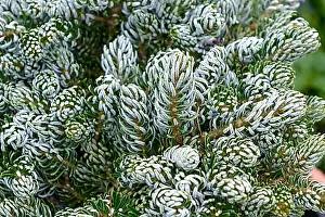 Woody Plant Prints: Korean fir (Abies koreana Kohout's Icebreaker')